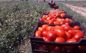 گوجه‌کاران فارس فراموش شدند

