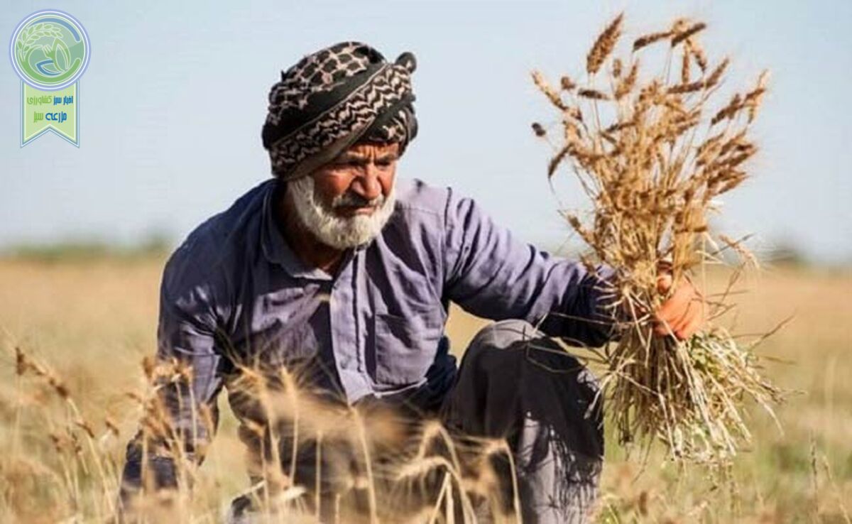 گندمکاران حتما بخوانند/ تغییر نحوه پرداخت مطالبات گندمکاران

