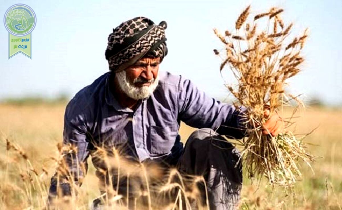 گندمکاران حتما بخوانند/ تغییر نحوه پرداخت مطالبات گندمکاران

