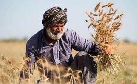 گندمکاران حتما بخوانند/ تغییر نحوه پرداخت مطالبات گندمکاران

