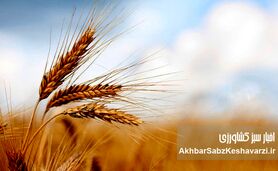 وقتی جو از گندم جلو می‌زند؛ زنگ خطر برای سیاست خرید تضمینی