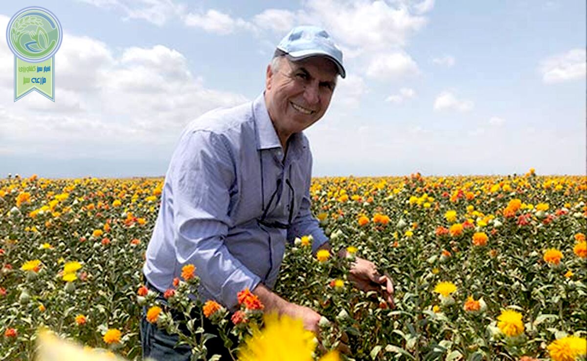 گیاه گلرنگ بومی ایران و مقاوم به تنش‌های آبی+ ویدئو

