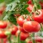 آفات گوجه‌فرنگی را بشناسید؛ راهنمای مقابله با مهم‌ترین تهدیدهای مزارع در تابستان

