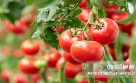 شناسایی آفات گوجه‌فرنگی