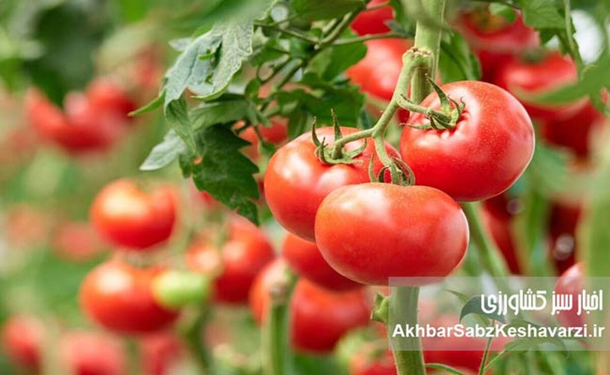 شناسایی آفات گوجه‌فرنگی