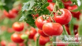 آفات گوجه‌فرنگی را بشناسید؛ راهنمای مقابله با مهم‌ترین تهدیدهای مزارع در تابستان

