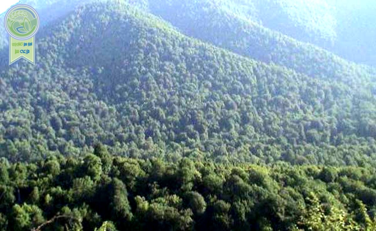 رشد ۱۵ درصدی مساحت جنگل های ایران

