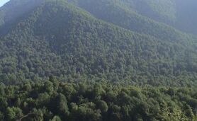 رشد ۱۵ درصدی مساحت جنگل های ایران

