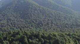 رشد ۱۵ درصدی مساحت جنگل های ایران


