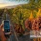 نگاهی تحلیلی به تفاوت مدیریت نخلستان‌های ایران و کشورهای پیشرو در صنعت خرما