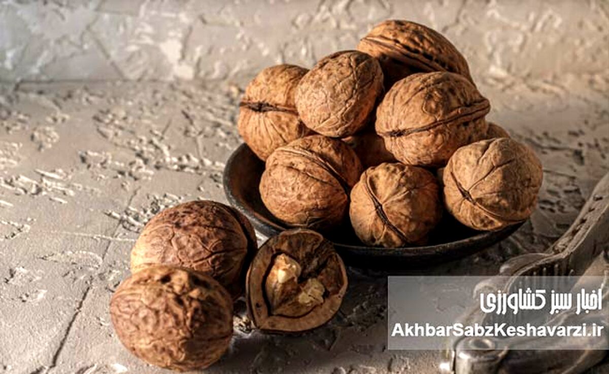 گردو بخورید تا پوکی استخوان نگیرید