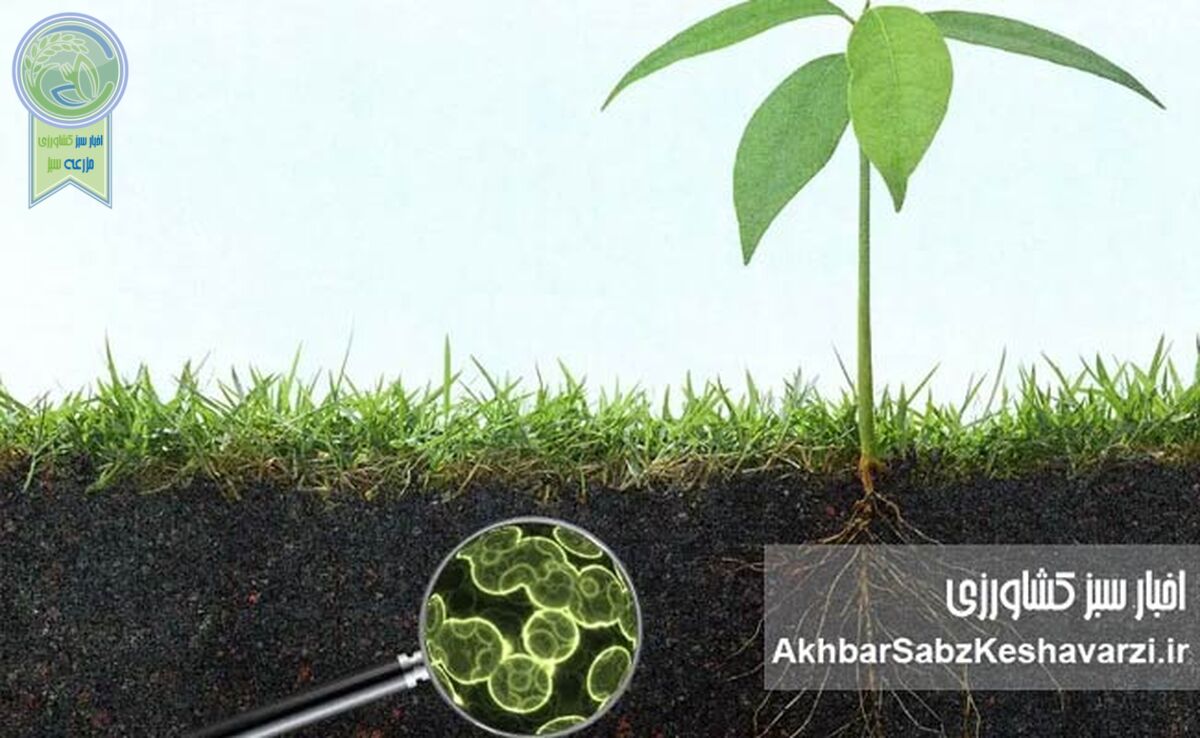 میکروارگانیسم‌ها عامل تثبیت کربن خاک