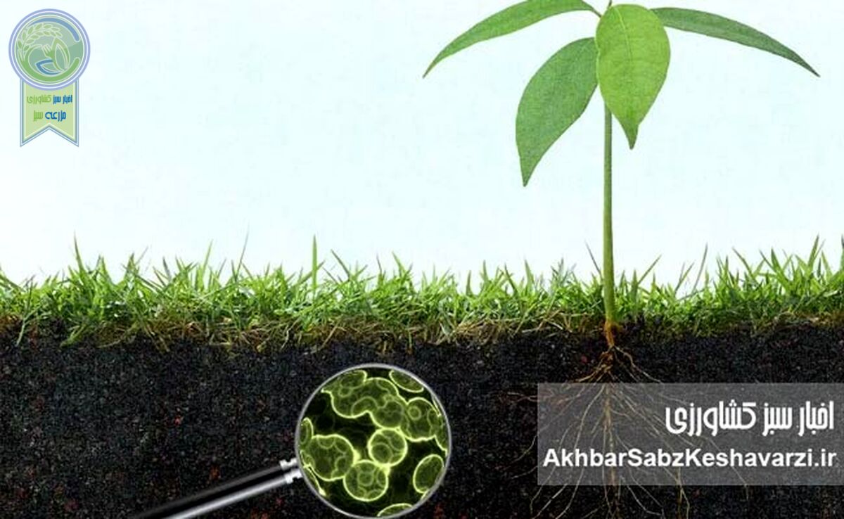 میکروارگانیسم‌ها عامل تثبیت کربن خاک