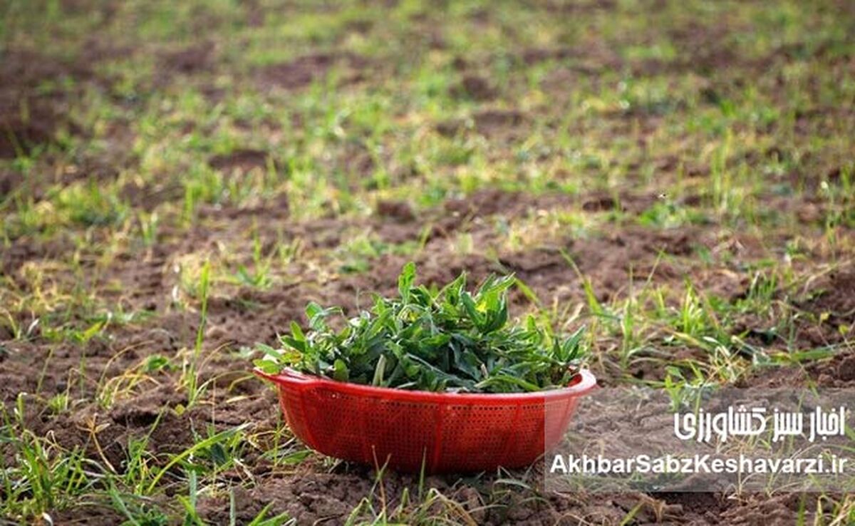 چرا گیاهان بومی دوباره به سفره ایرانی برمی‌گردند؟