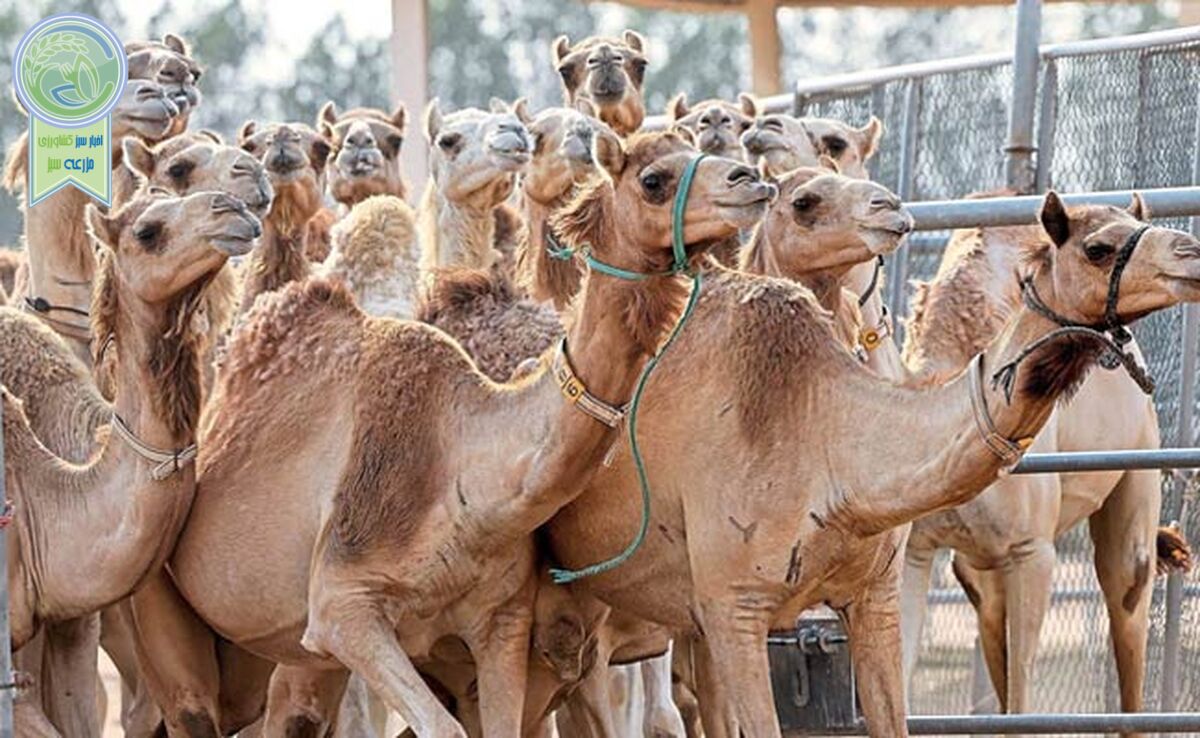 اهمیت پرورش شتر، مزایا و چالش‌های آن

