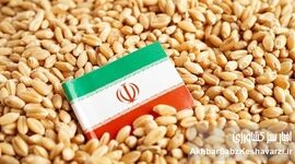 گندم ۴۰ هزار تومانی؛ طوفان تورمی که از مزرعه به سفره می‌رسد