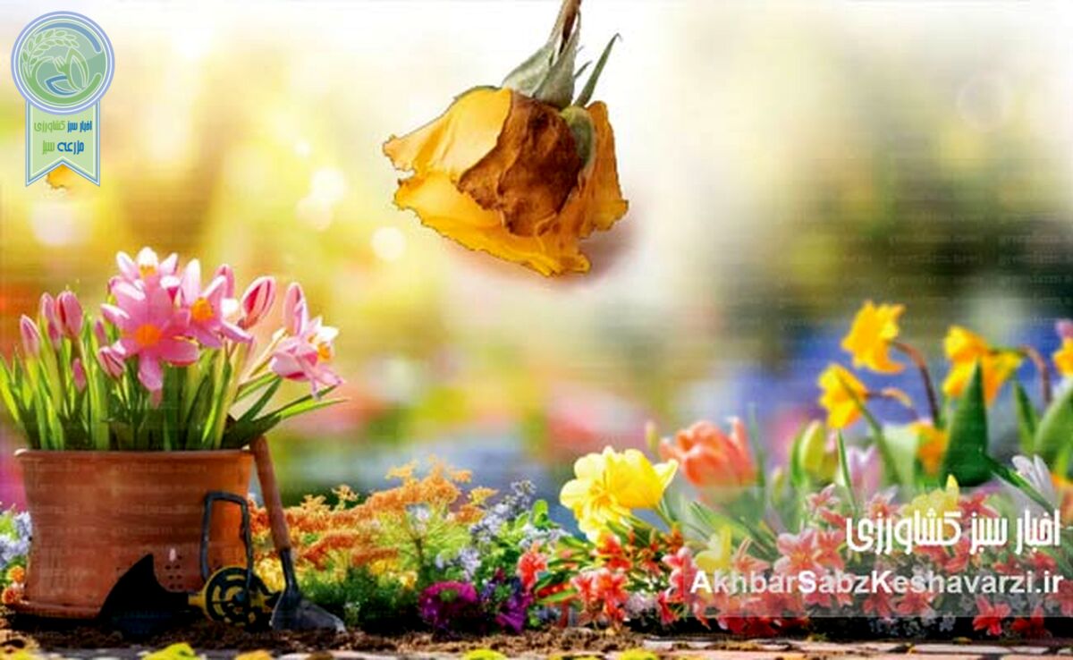 مدیریت عوامل بیماری‌زا در گل‌های شاخه بریده
