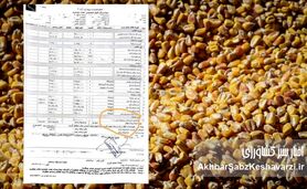 شوک فیش‌های بیمارستانی؛ هزینه نهاده های دامی از جیب بیماران!