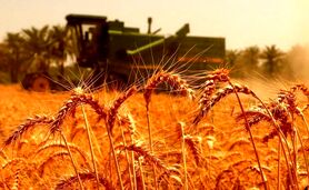 افزایش ۱۱ درصدی خرید تضمینی گندم

