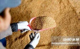 بازار سویا در آستانه تحول؛ از انحصار واردات تا ضرورت تأمین ۲.۴ میلیون تن دانه و کنجاله