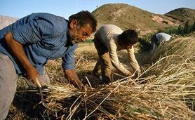 کشت قراردادی، کشاورزان را به باد داد


