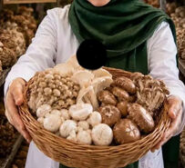 پرورش قارچ‌های دارویی؛ سودی فراتر از قارچ دکمه‌ای