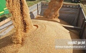 بحران در بازار نهاده‌های دامی؛ مرغداران می‌گویند «بازارگاه نهاده ندارد»
