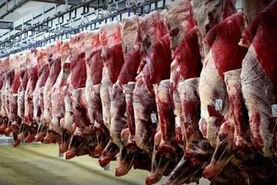 پیش‌بینی کاهش قیمت گوشت؛ نرخ جدید دام زنده اعلام شد