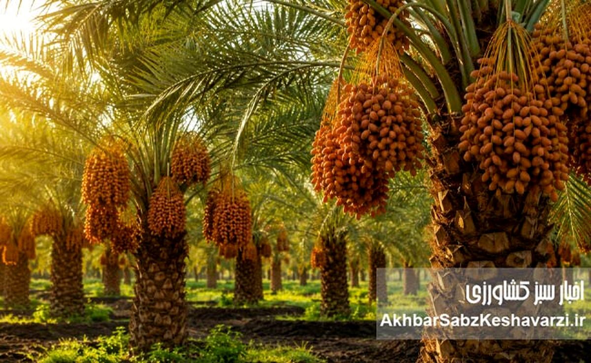 چرا بسیاری از نخل‌ها و باغ‌ها با وجود هزینه بالا، بازده مطلوب ندارند؟