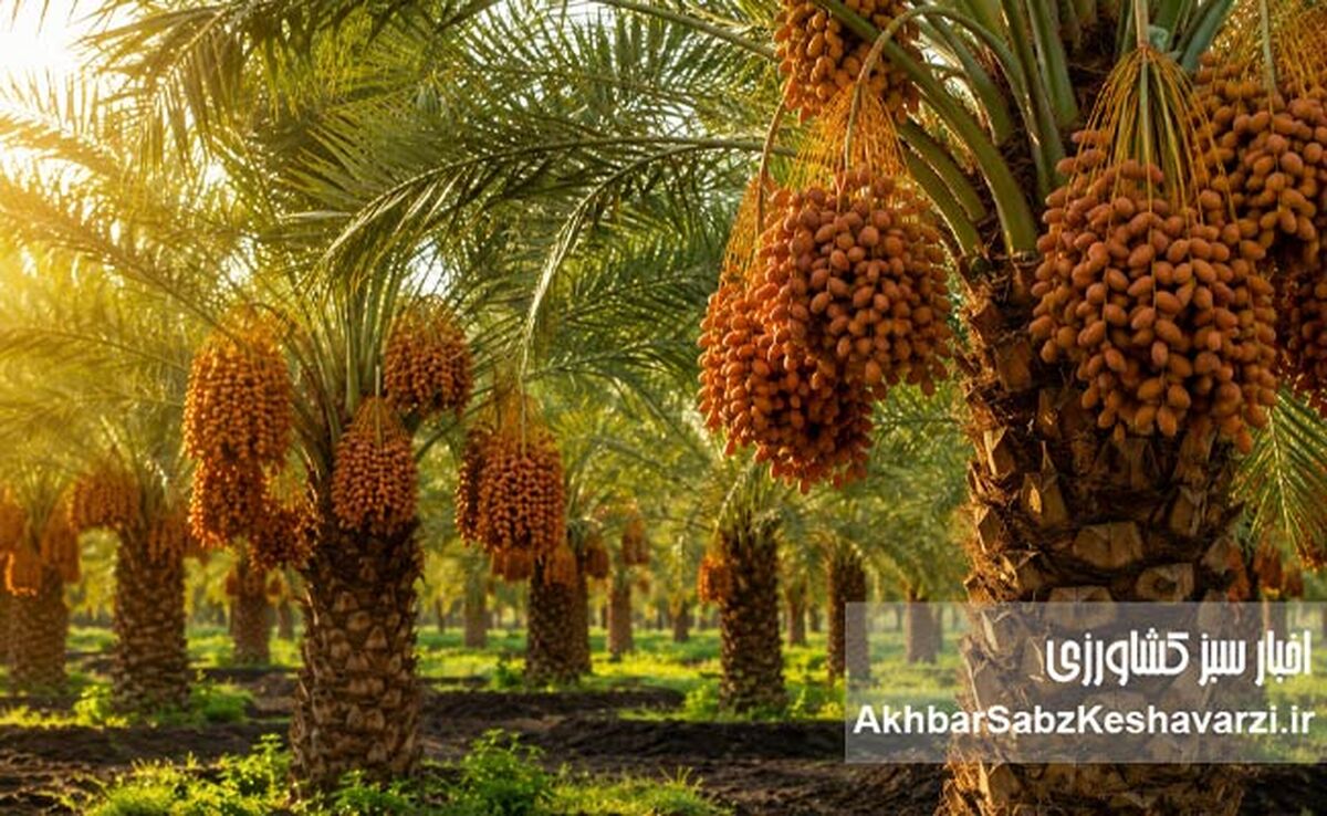 چرا بسیاری از نخل‌ها و باغ‌ها با وجود هزینه بالا، بازده مطلوب ندارند؟