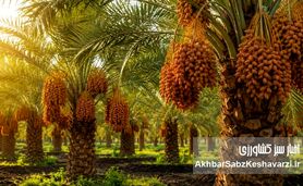 چرا بسیاری از نخل‌ها و باغ‌ها با وجود هزینه بالا، بازده مطلوب ندارند؟