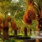 چرا بسیاری از نخل‌ها و باغ‌ها با وجود هزینه بالا، بازده مطلوب ندارند؟
