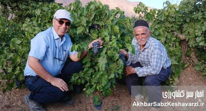 از تاکستان گایکان تا سفره ایرانیان؛ روایت مردی که عاشق تولید انگور سالم است+ ویدئو