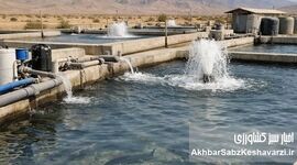 تکثیر مجدد تاسماهی ایرانی دریایی؛ جهش بزرگ در احیای ذخایر
