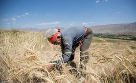 6 میلیون و 40 هزار هکتار از اراضی آبی و دیم  زیر کشت گندم

