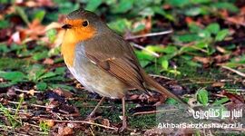 آواز زمستانی روبین، نگین آوازخوان پارک جنگلی هیرکانی النگدره گرگان و خدمات اکوسیستمی‌اش+ ویدئو