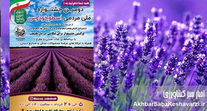 جشنواره ملی اسطوخودوس؛ سفر به بنفش‌ترین مزرعه ایران در آزادشهر