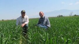 کشت روی بسترهای بلند؛ راه‌حلی برای نجات مزارع از ماندابی و کاهش مصرف آب+ ویدئو

