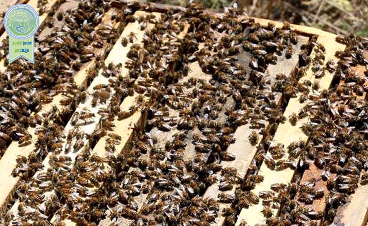 مرگ دسته‌جمعی زنبورهای عسل بر اثر سمپاشی غیراصولی مزارع کلزا