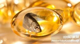راز طول عمر ژاپنی‌ها فاش شد: فواید شگفت‌انگیز زردچوبه و روغن ماهی