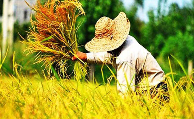 جهش ۱۵ درصدی تولید برنج؛ عبور از مرز ۲ میلیون تن محصول ایرانی