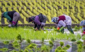 مدیریت تولید برنج در سامانه‌های مرکز ملی پایش کشاورزی


