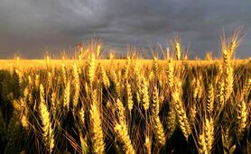 پارادوکس خودکفای واردکننده


