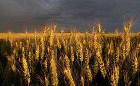پارادوکس خودکفای واردکننده


