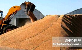 مافیای «واردات گندم»: سناریوی تکراری یا نیاز واقعی کشور؟