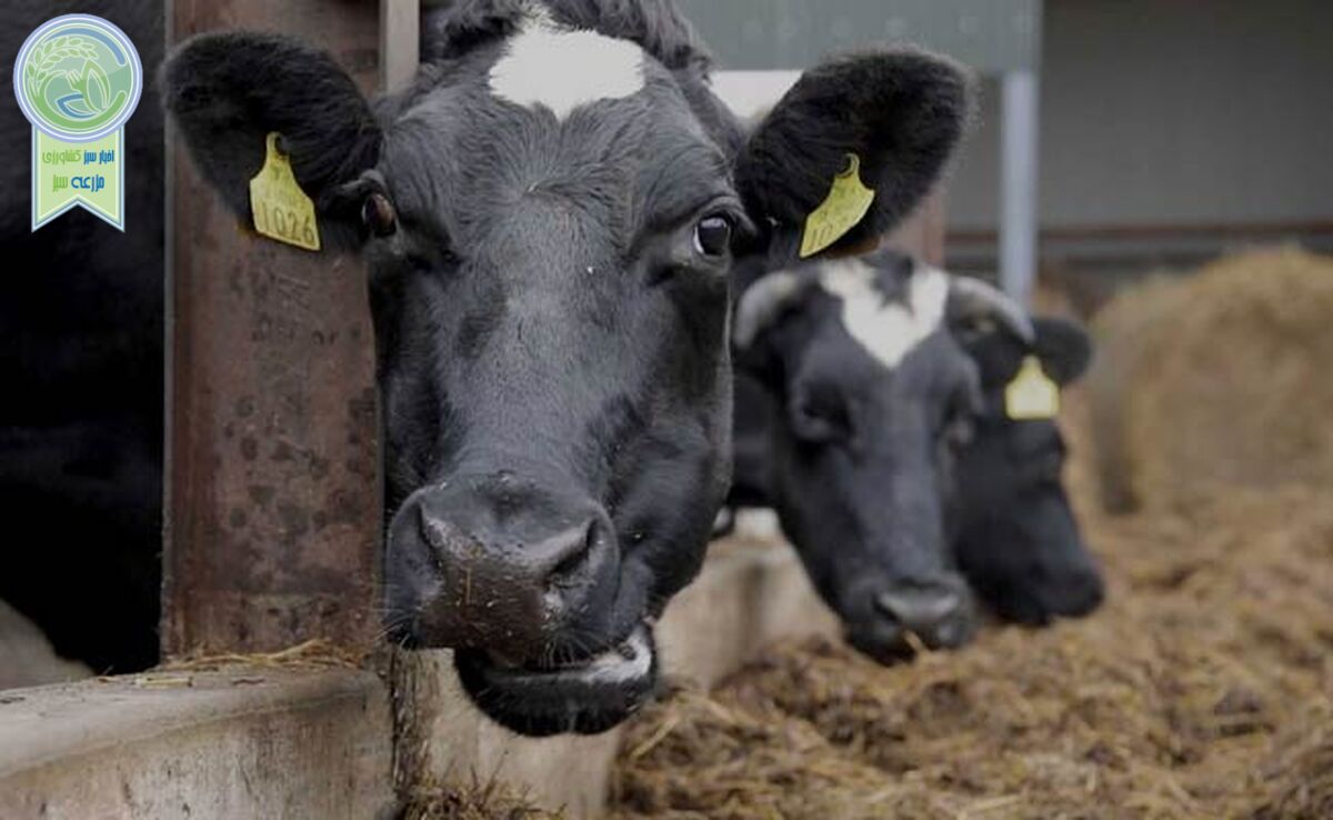 قیمت نهاده های دامی و محصولات کشاورزی ۲۲ اردیبهشت ۱۴۰۳+ جدول

