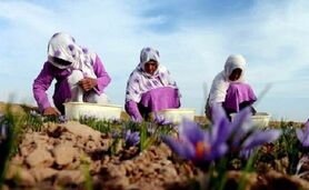  افزایش 3 برابری صادرات زعفران ایران به افغانستان

