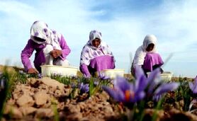  افزایش 3 برابری صادرات زعفران ایران به افغانستان

