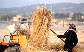 انبارها مملو از جو وارداتی و جوکاران دستشان خالی


