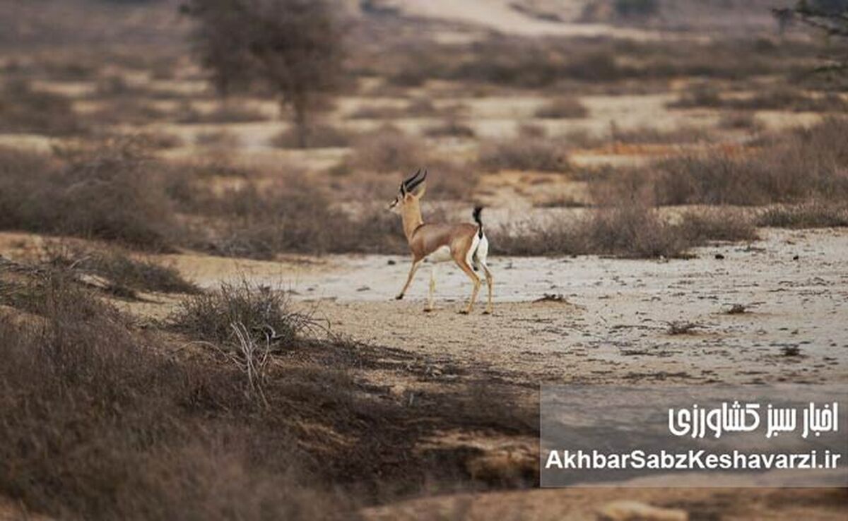 جنگ تمام می‌شود؛ اما زخم محیط‌زیست می‌ماند

